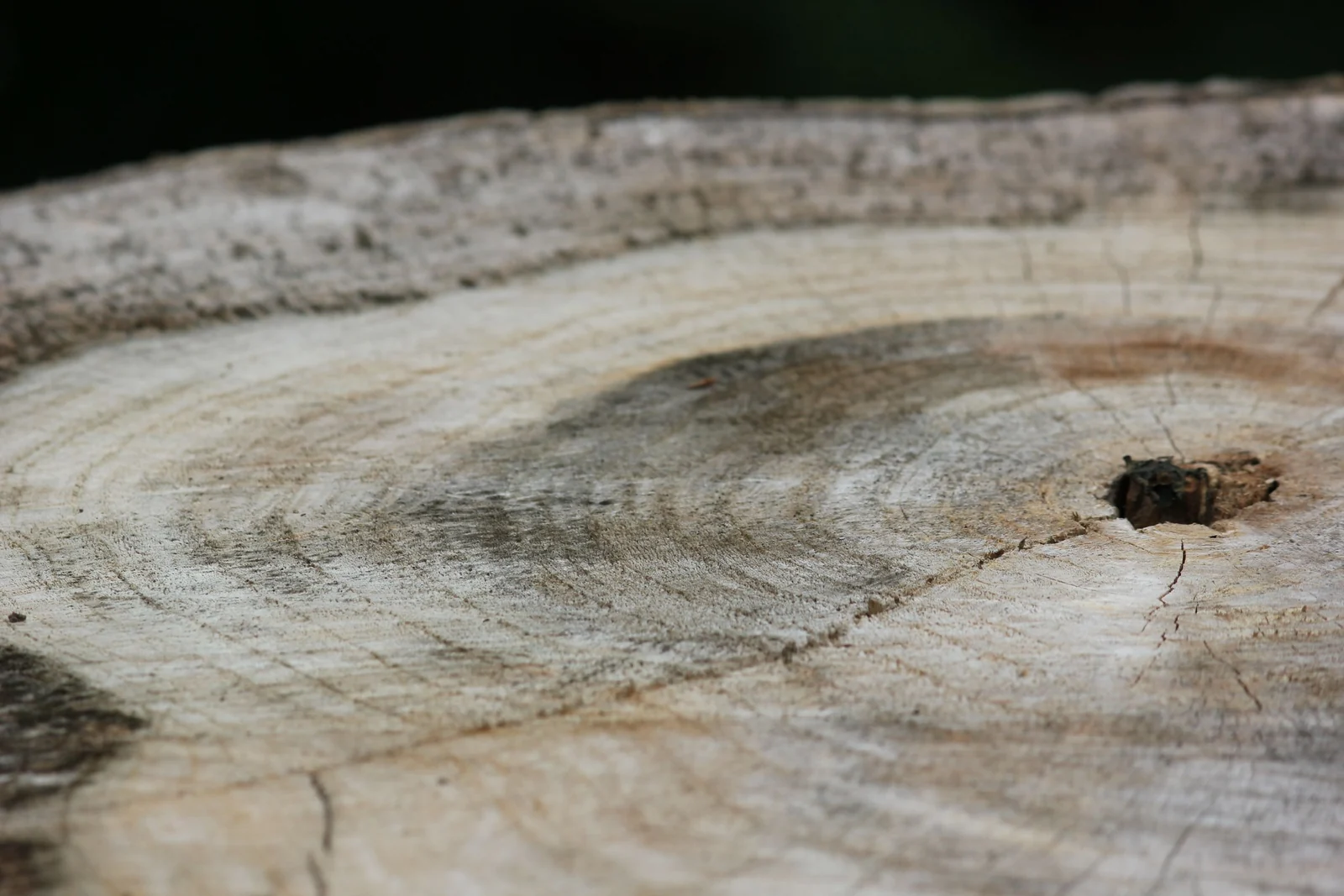 A close view of the sawn face of a tree trunk, where concentric growth rings and a small knot run across the pale wood.